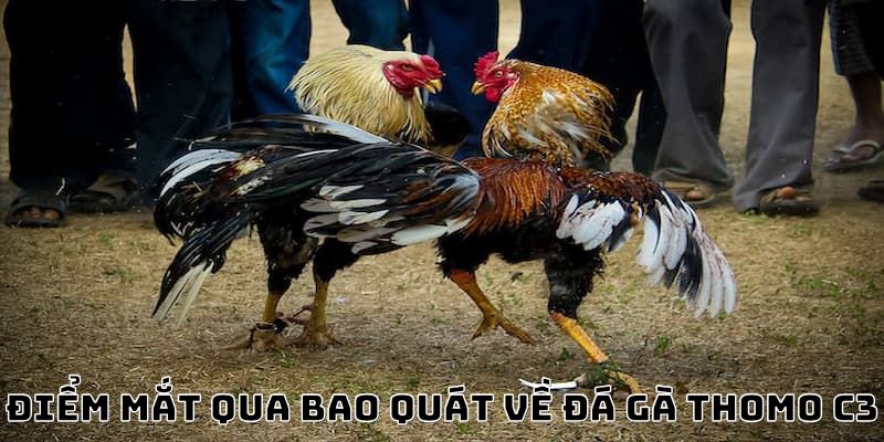 Điểm mắt qua bao quát về đá gà Thomo C3