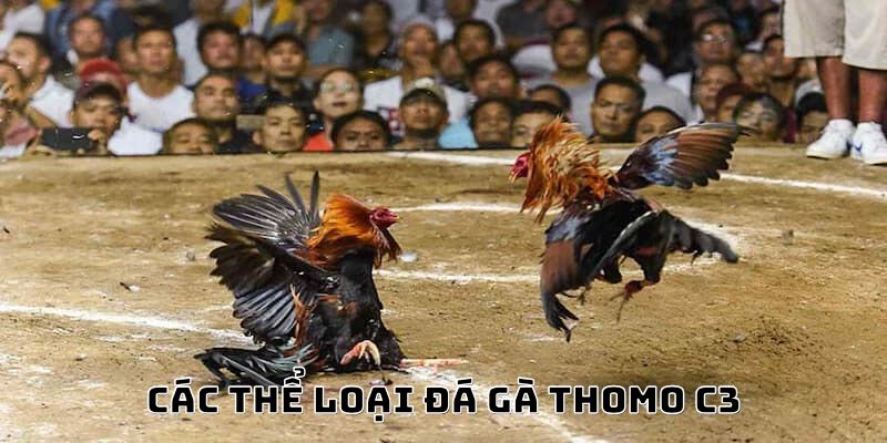 Thông tin mới về các thể loại đá gà Thomo C3